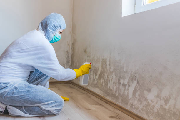 Licensed Mold Remediation service in USA - WQB Mold Removal