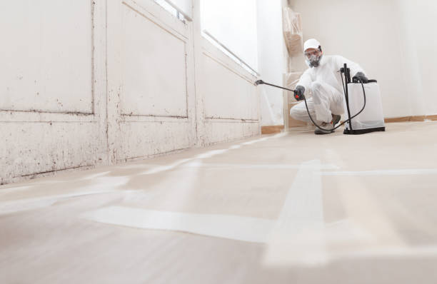 Reliable Mold Remediation contractor in USA by WQB Mold Removal